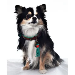 Dwam Halsband Urban - Hondenhalsband