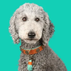 Dwam Halsband Urban - Hondenhalsband