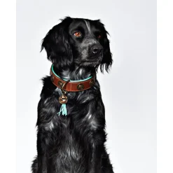 Dwam Halsband Urban - Hondenhalsband