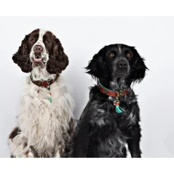 Dwam Halsband Urban - Hondenhalsband