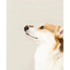 Edgard&Cooper Chicken Bites - Hondensnacks - Kip Bosbessen Appel 50 g