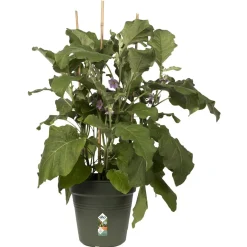 Elho Green Basics Kweekpot - Kweekbenodigdheden - Ø17x15.7 cm Groen