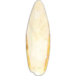 Esve Sepia Verpakt - Supplementen - Large