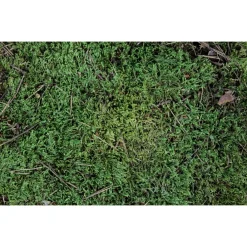 Esve Speelmos - Bodembedekking - per stuk