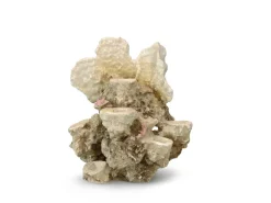 Europet Bernina Decor Koraalrif Xs - Aquarium - Ornament