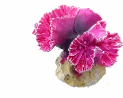 Europet Bernina Decor Koraal S - Aquarium - Ornament - 8x8x7 cm Fuchsia