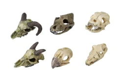 Europet Bernina Decor Schedels Xs - Aquarium - Ornament - Assorti 7-10 Cm