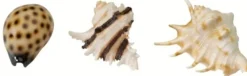 Europet Bernina Decor Zeeschelpen - Aquarium - Ornament - Assorti 8.5-10 Cm