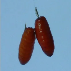 Gamakatsu Booklet Br.Feeder 1810b #10-0.16mm 100cm - Vishaak -