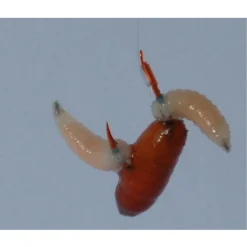 Gamakatsu Booklet Br.Feeder 2210r #14-0.12mm 100cm - Vishaak -