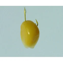 Gamakatsu Gama Booklet Corn 1130y #14-0.14mm 75cm - Vishaak -