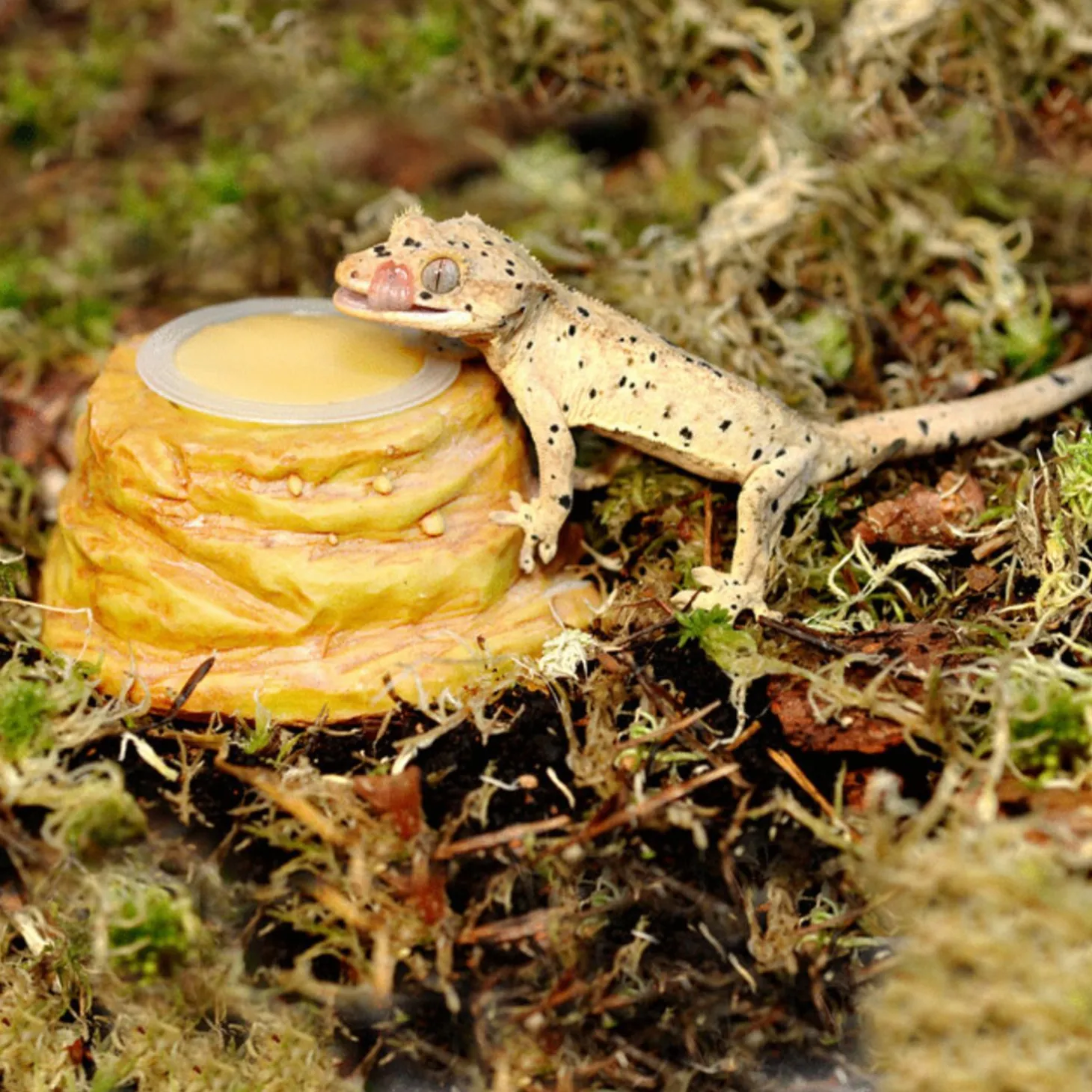 Habistat Gel Pot Houder - Terraium - Zandsteen