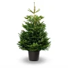 Hm Nordmann Pot - Kerstboom - Groen 150-175 Cm