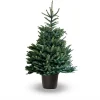 Hm Omorica Pot - Kerstboom - Blauw 150-200 Cm