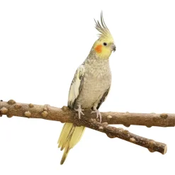 Homestyle Zitstok Y Pepperwood - Vogelspeelgoed - 40x3.5 cm Xxl