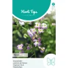 Hortitops Cheiranthus - Strandviolier Gemengd - Bloemenzaden - 1 g