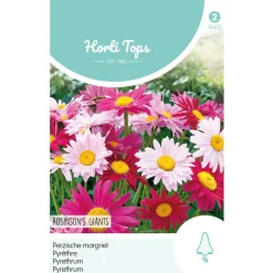 Hortitops Chrysanthemum - Perzische Margriet Robinson's Giants - Bloemenzaden - 500 mg