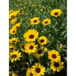 Hortitops Chrysanthemum - Ganzebloem Eldorado Geel - Bloemenzaden - 1 g