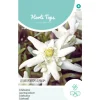 Hortitops Leontopodium Alpinum - Edelweiss - Bloemenzaden - 200 mg