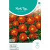 Hortitops Tagetes - Lage Afrikaan Carmen - Bloemenzaden - 1 g