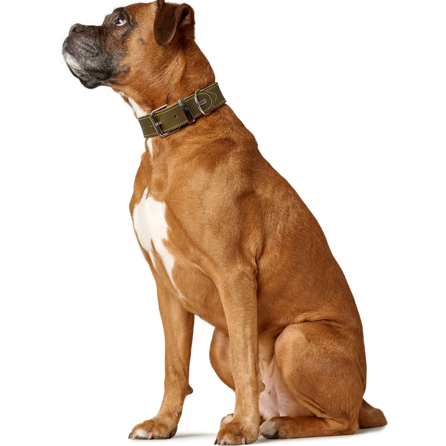 Hunter Halsband Aalborg Special Olijfgroen - Hondenhalsband