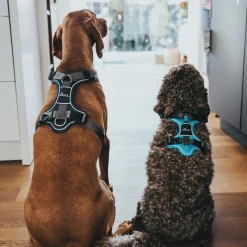 Hunter Harnas Divo Blauw&Grijs - Hondentuig