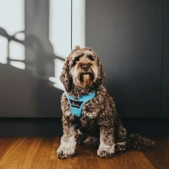 Hunter Harnas Divo Blauw&Grijs - Hondentuig