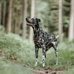 Hunter Harnas Divo Bruin&Grijs - Hondentuig