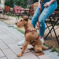 Hunter Hondentuig Aalborg Cognac - Hondenharnas