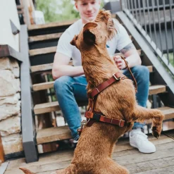 Hunter Hondentuig Aalborg Cognac - Hondenharnas