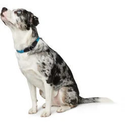 Hunter Sliphalsband Freestyle Rond Petrol - Hondenhalsband