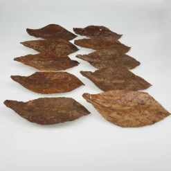 Jbl Catappa - Aquarium Toebehoren - Xl