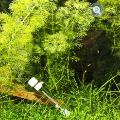 Jbl Placollect - Aquarium Toebehoren - 1 stuk