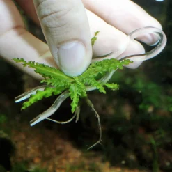 Jbl Proscape Plantenpennen - Aquascaping - 12 stuks