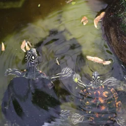 Jbl Proterra Crustarus - Voer