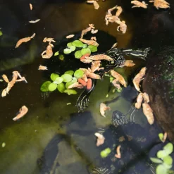 Jbl Proterra Crustarus - Voer