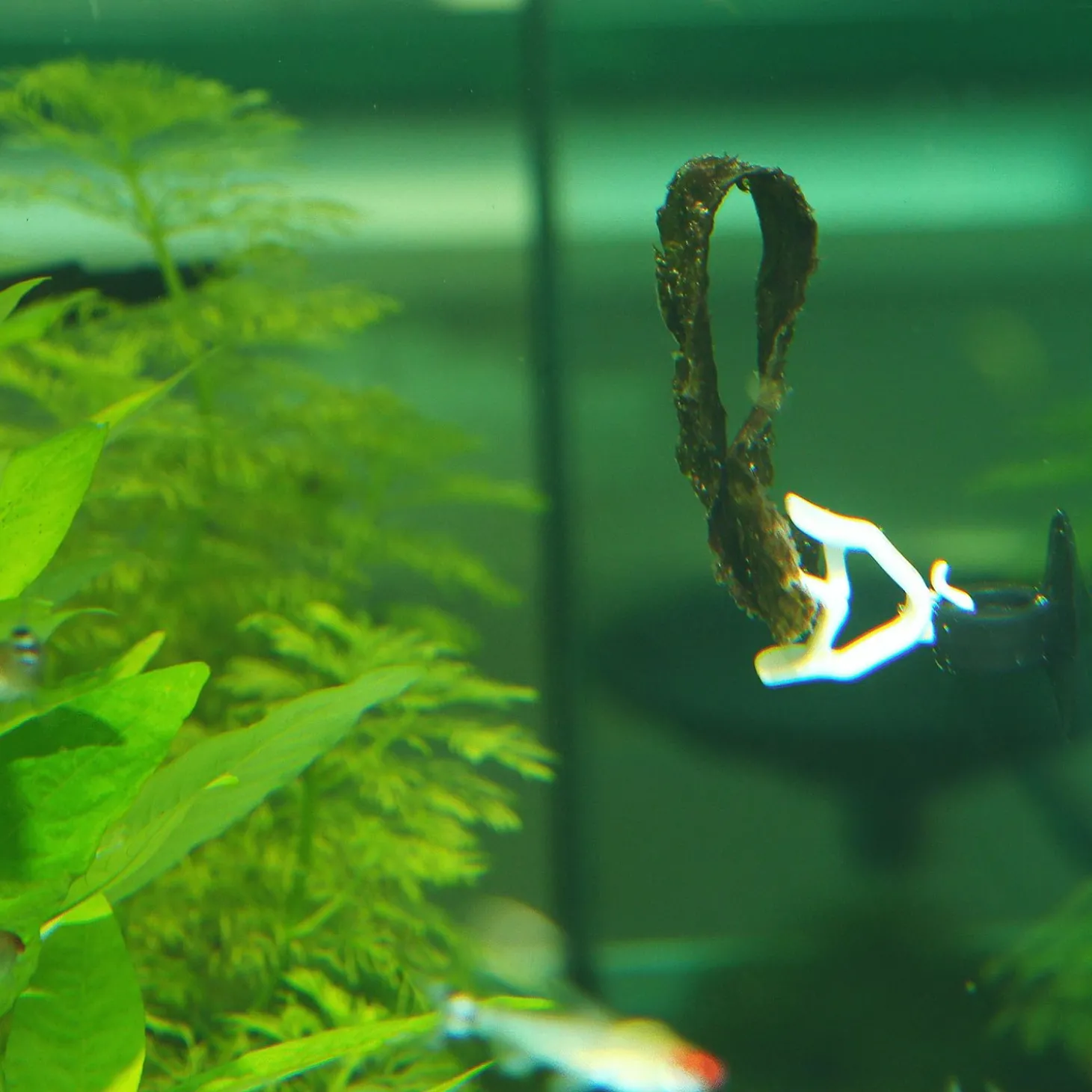 Jbl Voerklem - voeren - 2 stuks