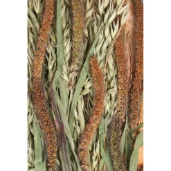 Jr Farm Weide-Oogst - Ruwvoer - 16x3x60 cm 80 g