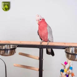 Keddoc Play Stand Iowa - Vogelverblijven - 92x54x142 cm Donkergrijs