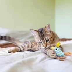 Kong Kitten Chirpz Chick Assorted - Kattenspeelgoed -