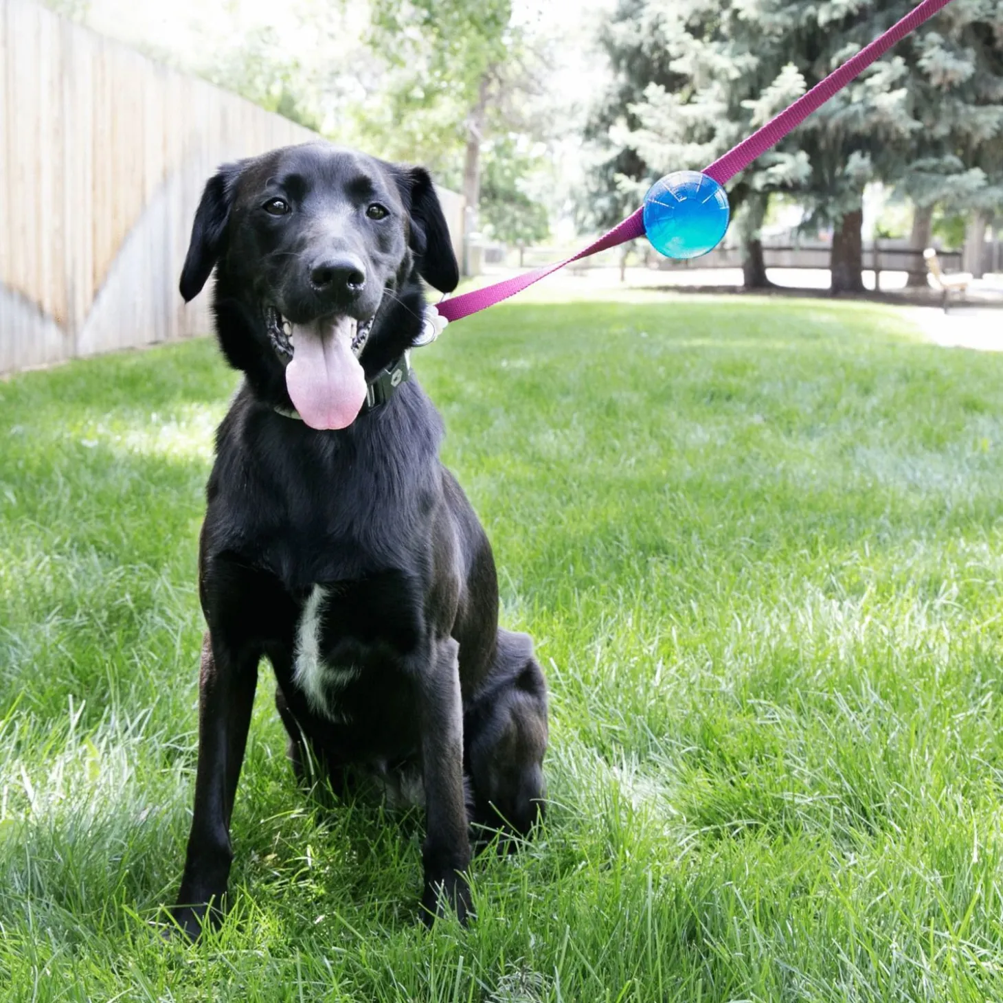 Kong Tagalong Ball Medium - Hondenspeelgoed - Medium