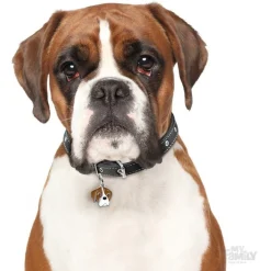 My Family Fawn And White Boxer - ID Tag -