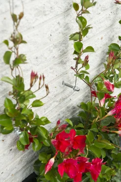 Nature Draadset Voor Klimplanten - Klim-En Geleide Artikel - 10 m Metaal Ø 1.8 Mm