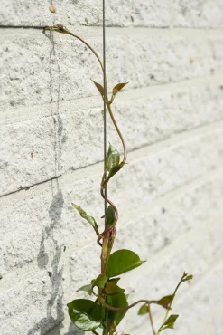 Nature Draadset Voor Klimplanten - Klim-En Geleide Artikel - 10 m Metaal Ø 1.8 Mm
