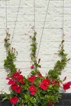 Nature Draadset Voor Klimplanten - Klim-En Geleide Artikel - 10 m Metaal Ø 1.8 Mm