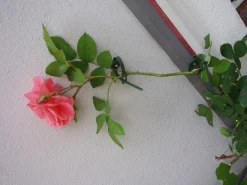 Nature Klimplantgeleiders - Klim-En Geleide Artikel - 0.5x1x14.5 cm Groen 6 stuks