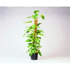 Nature Kokosplantstok Ø38mm - Klim-En Geleide Artikel - 60 cm Natural