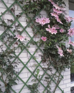 Nature Kunststof Klimrek - Klim-En Geleide Artikel - 50x50x150 cm Groen