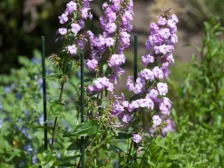 Nature Kunststof Plantenstok Groen - Klim-En Geleide Artikel