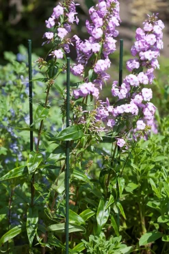 Nature Kunststof Plantenstok Groen - Klim-En Geleide Artikel